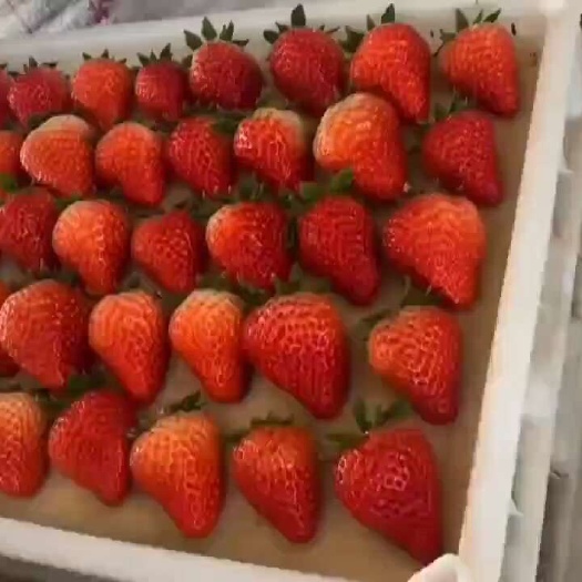 丹东九九草莓