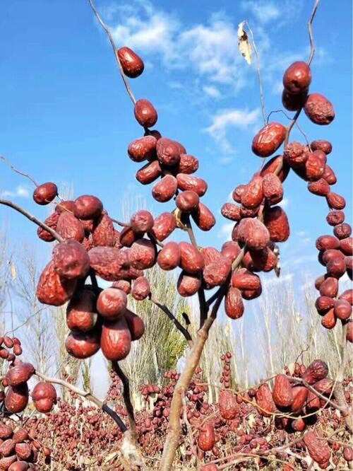 优等灰枣