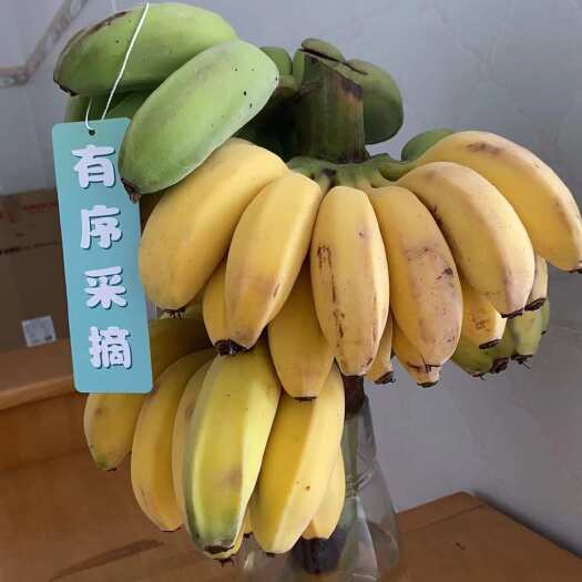 南宁禁止蕉绿！水培香蕉苹果蕉整串发货
