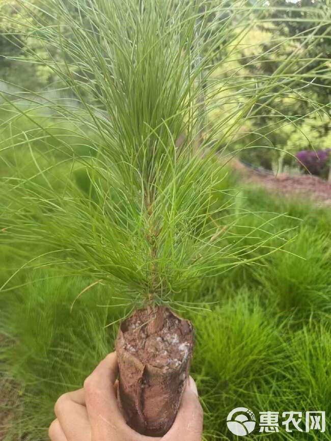 云南松 松树苗 云南松苗基地