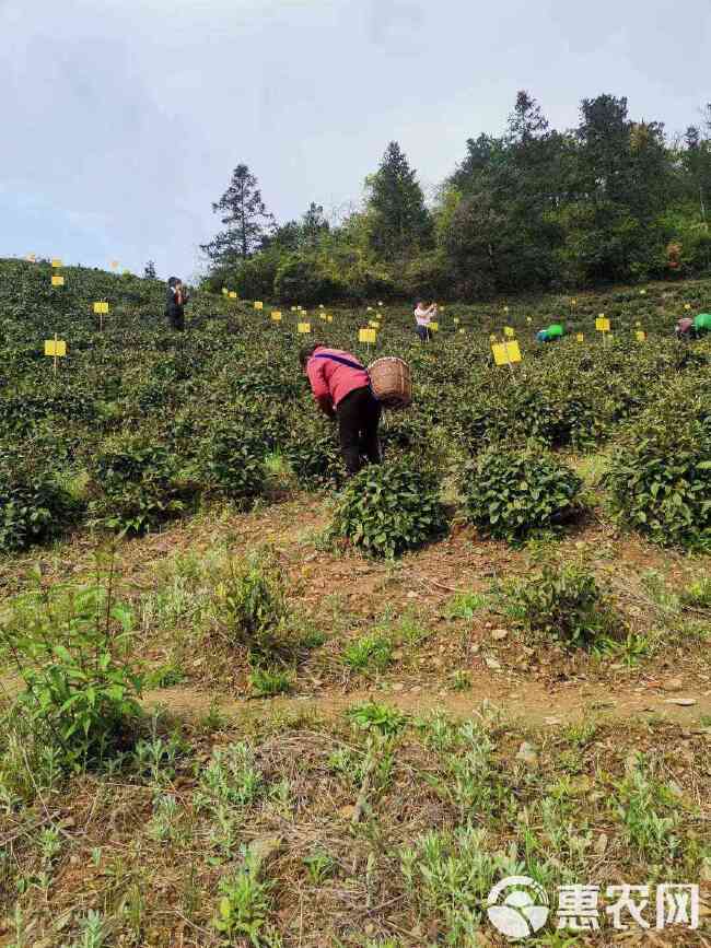 毛峰茶