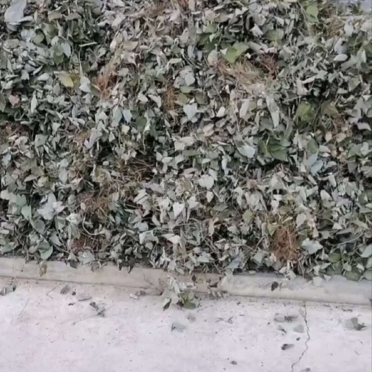 小叶子淫羊藿，带根  带茎 带叶子图