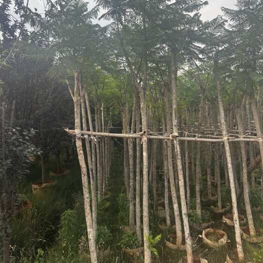 宜良县蓝花楹5-6公分