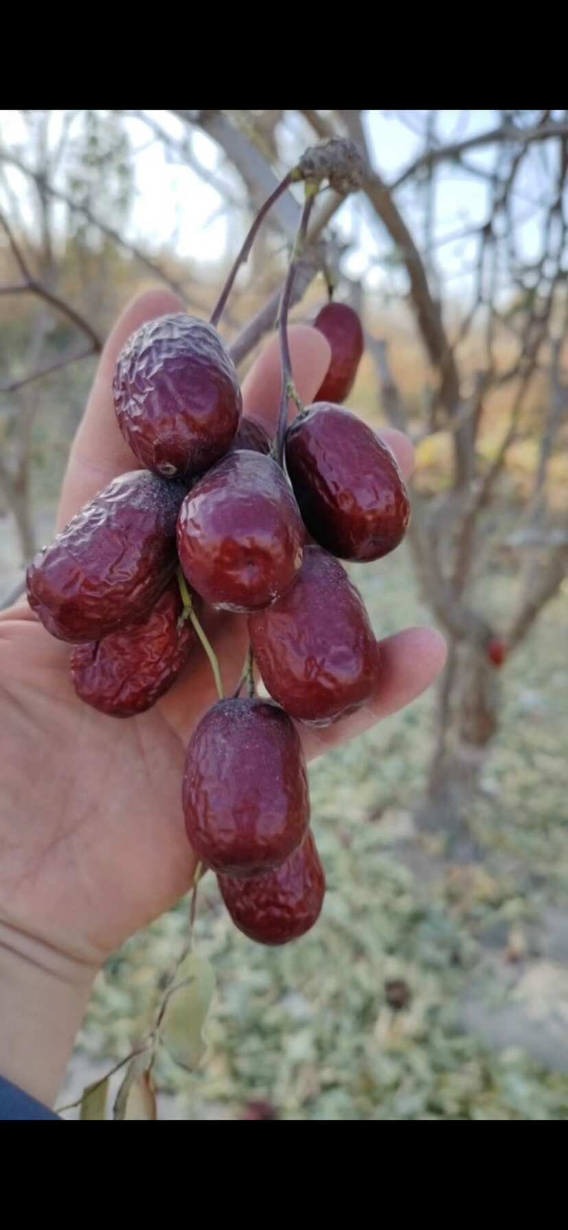 优等灰枣