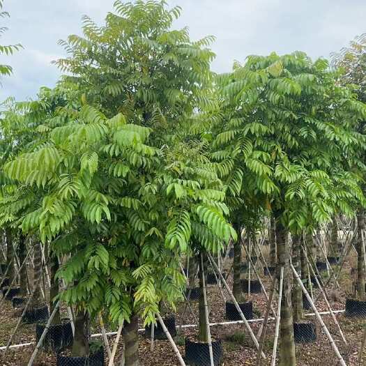 普宁市仁面子12-18公分大量现货供应。支持视频看货