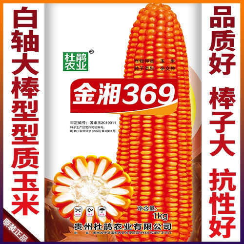 长沙金湘369国审杂交玉米种子高产 原装种子农科院云贵川批发大