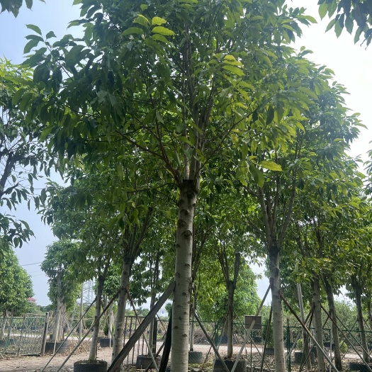 普宁市白玉兰15-20公分大量现货供应 支持视频看货