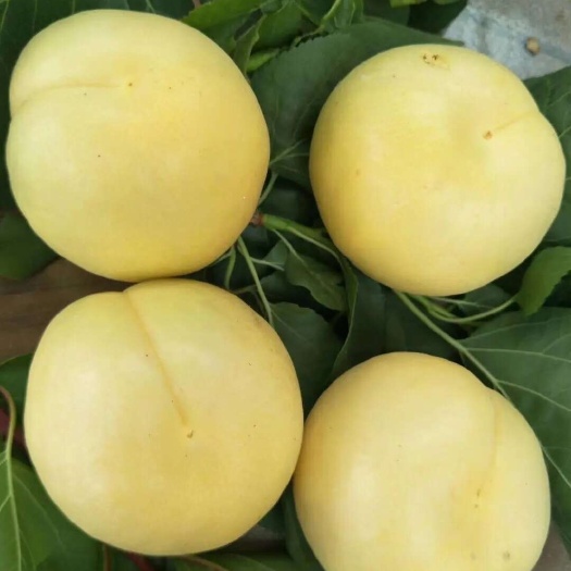 自然成熟香白杏6月1号大量上市，需要的提前预订 随行市价代收
