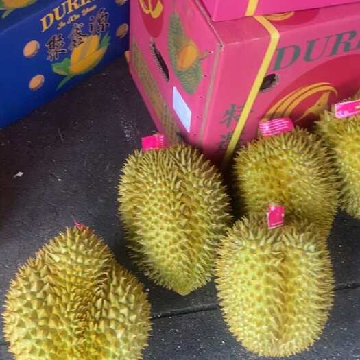 广州金枕