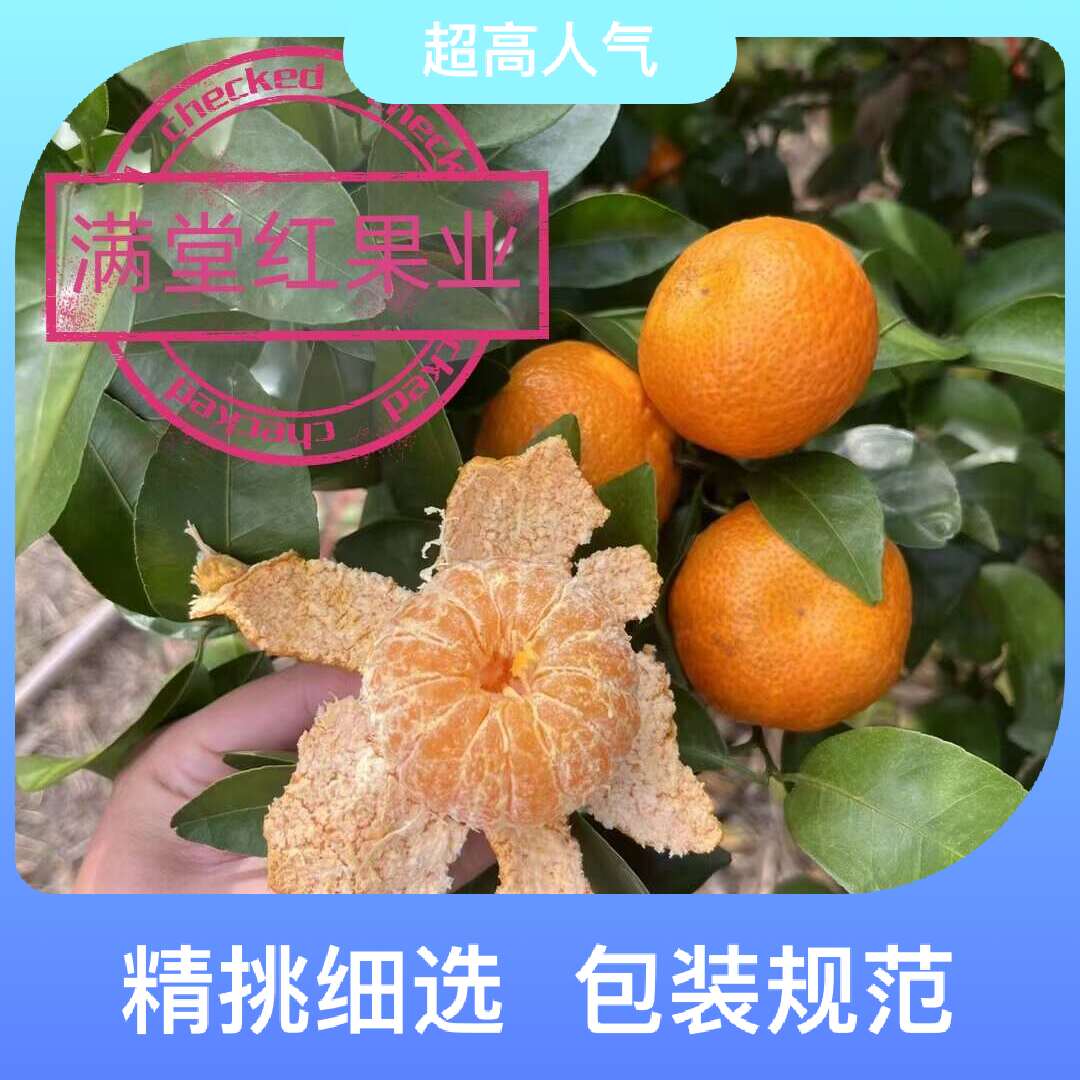 广西沙糖桔纯甜无酸化渣好无籽，档口，团购，商超，电商，地摊