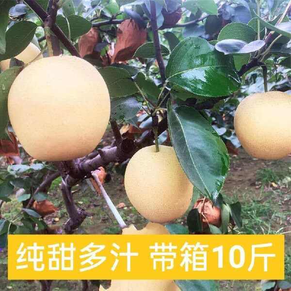 河北皇冠梨应季水果 梨薄皮 梨子整箱水果新鲜10斤装