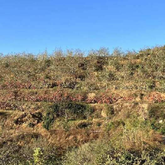 秦皇岛苹果山地转让
