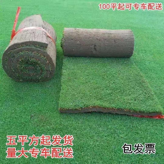  马尼拉草皮