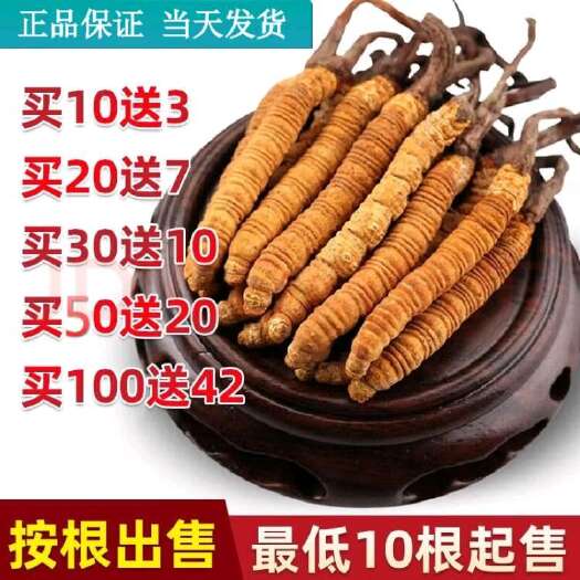 比如县西藏那曲冬虫夏草（规格2-3根/克）10根起批