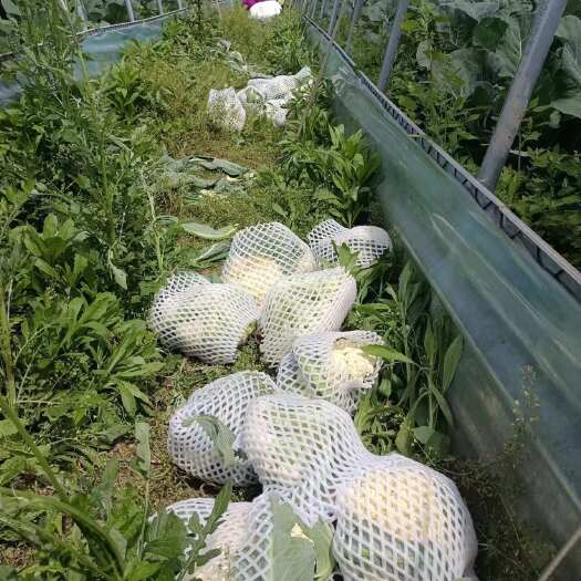 开封花菜