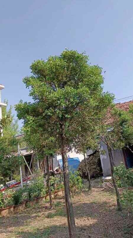 邳州市小叶黄杨  黄杨树