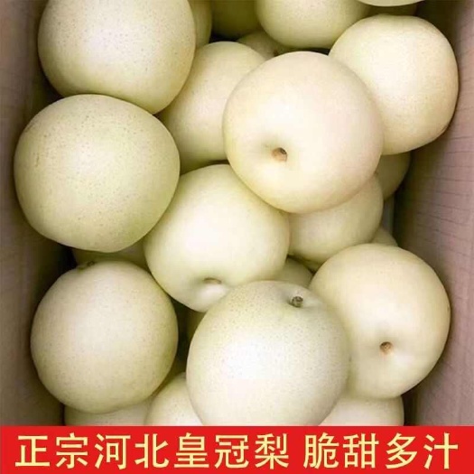 井陉县河北皇冠梨应季水果 梨薄皮 梨子整箱水果新鲜10斤装