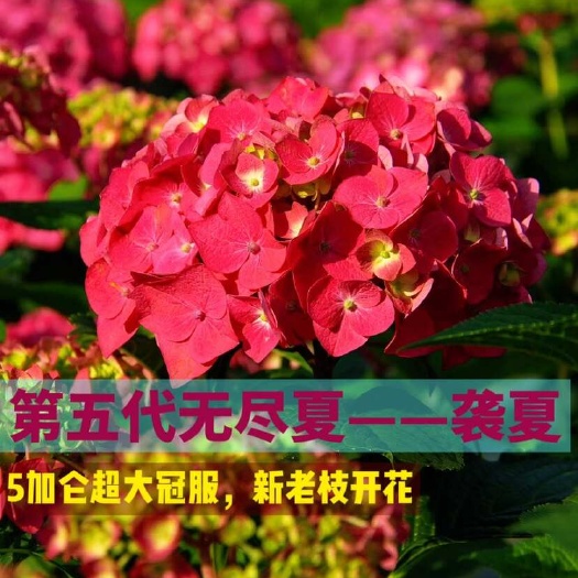 成都第五代无尽夏绣球——袭夏