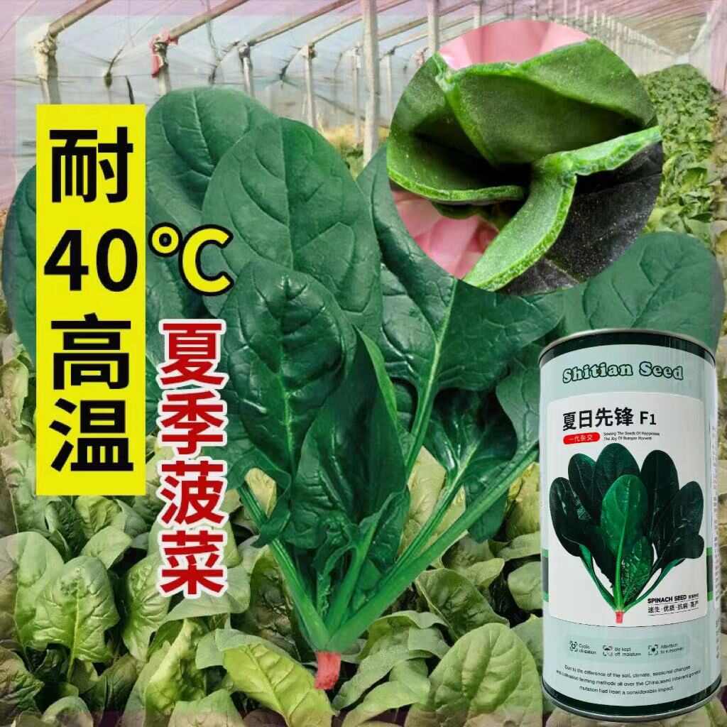 耐熱菠菜種子烈日傳奇菠菜種子夏日先鋒耐熱菠菜種子大田基地播種