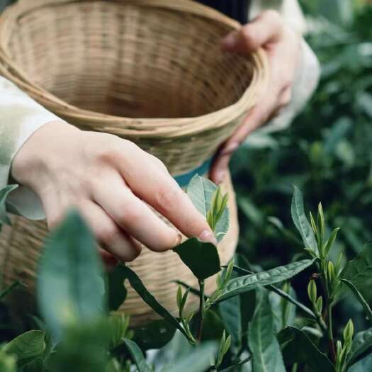 绍兴自产自销高山龙井茶，明前龙井，雨前龙井，口粮茶都有