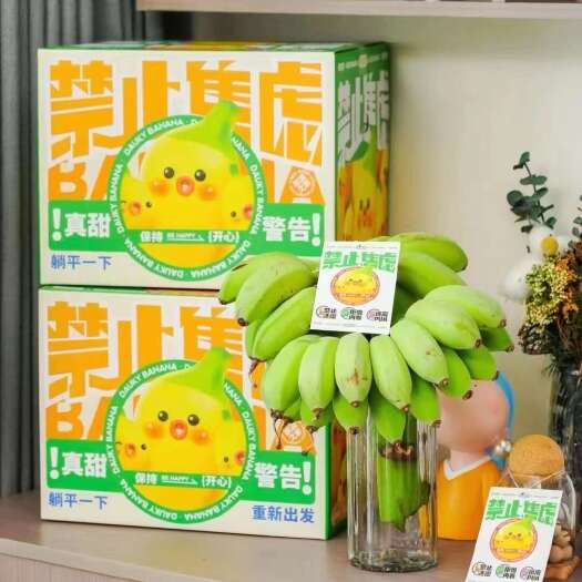 南宁禁止蕉绿水培香蕉苹果蕉带杆整车市场级