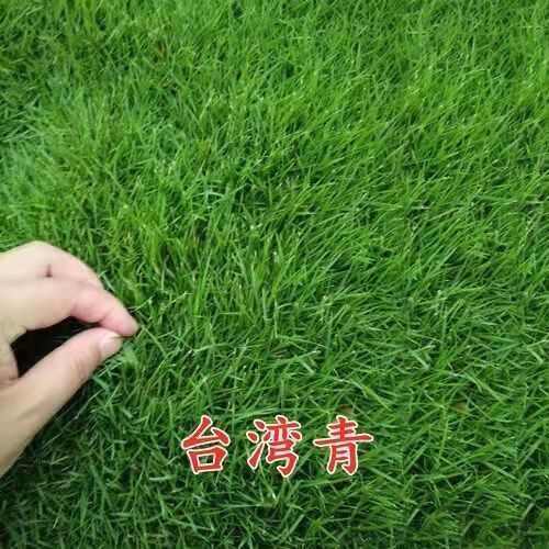  草