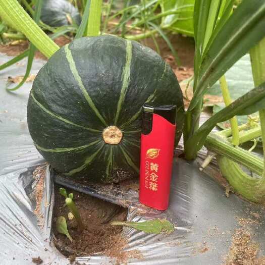 普宁市贝贝南瓜