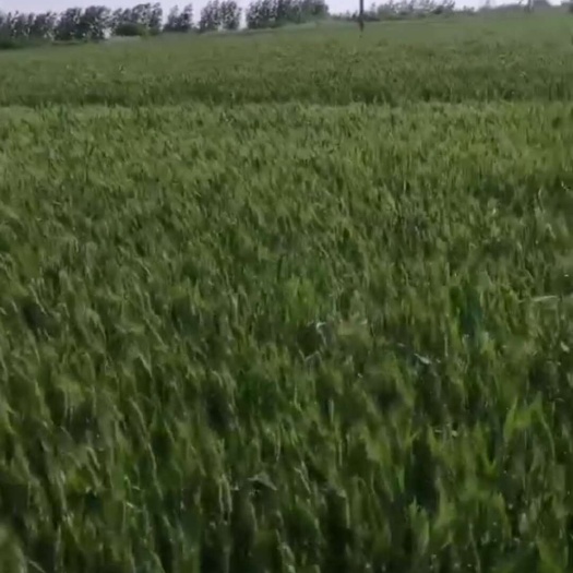 宿州有大面积土地出租，旱田，水田有现地，要的朋友联系，割掉麦能接