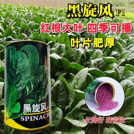 拖车头耐热菠菜种子黑旋风中熟耐热抗病菠菜种子 火焰山菠菜种子