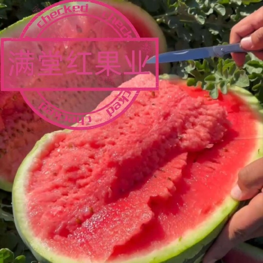 新疆西瓜,吐鲁番西瓜,哈密西瓜,昌吉西瓜,金城西瓜,安农西瓜