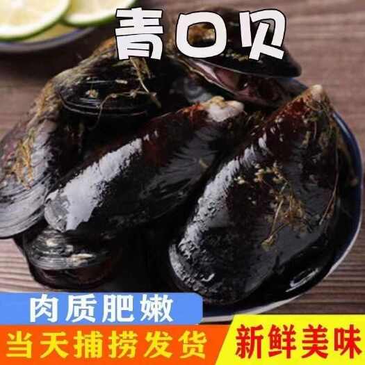 连云港海虹鲜活青口贝新鲜淡菜贝壳类海鲜冷链包邮