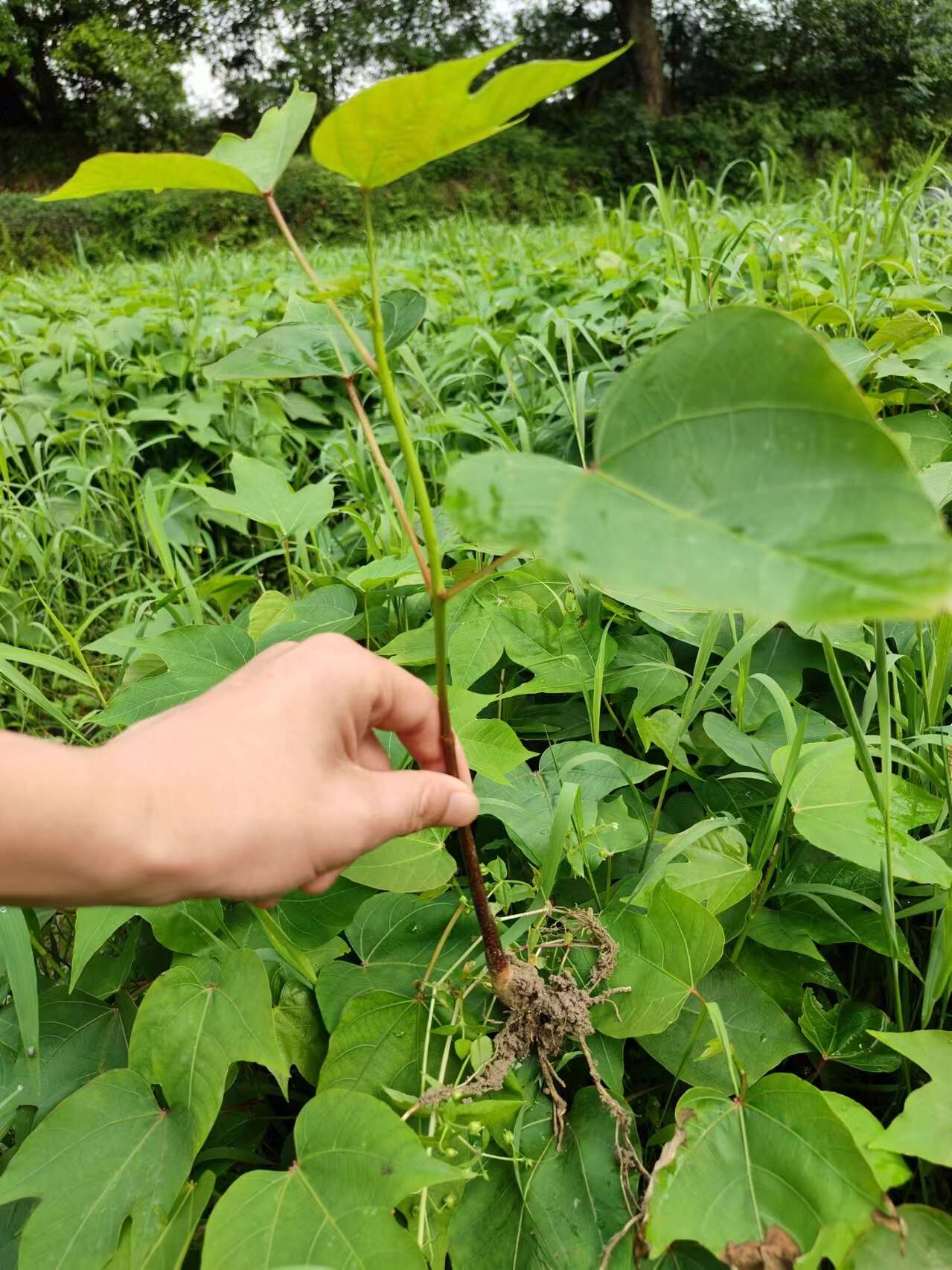 千年桐小苗，油桐小苗