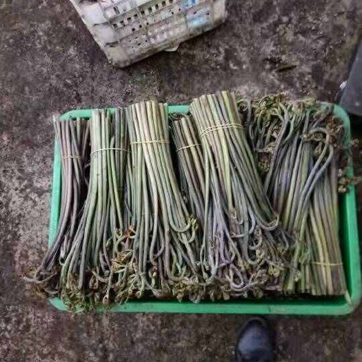 赫章县蕨菜