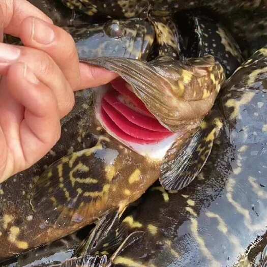 深海龙胆石斑鱼