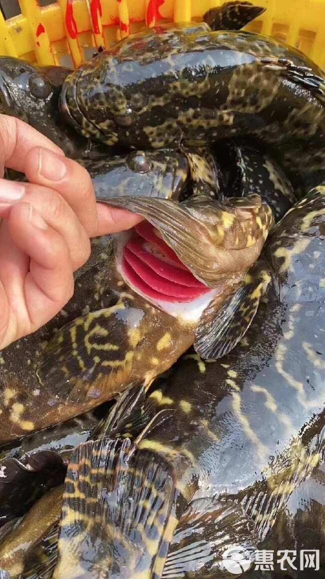 深海龙胆石斑鱼