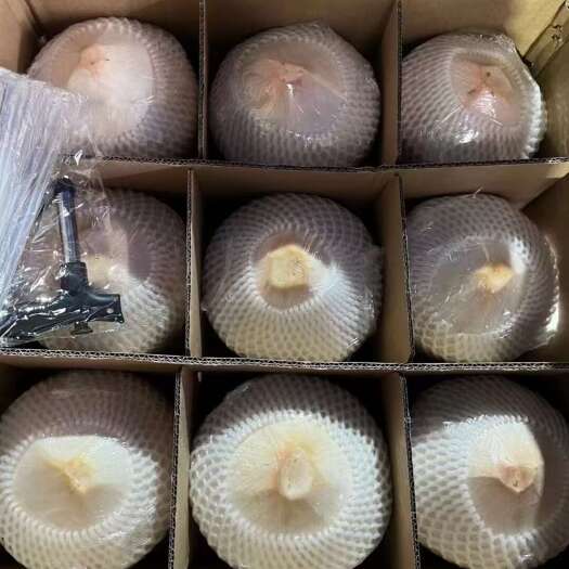 乐东县海南椰青精品九个装    支持电商   一件代发