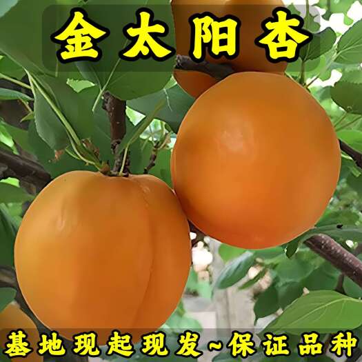 金太阳杏树苗 基地现起现发 东北耐寒新品种杏树苗 辽宁果树苗