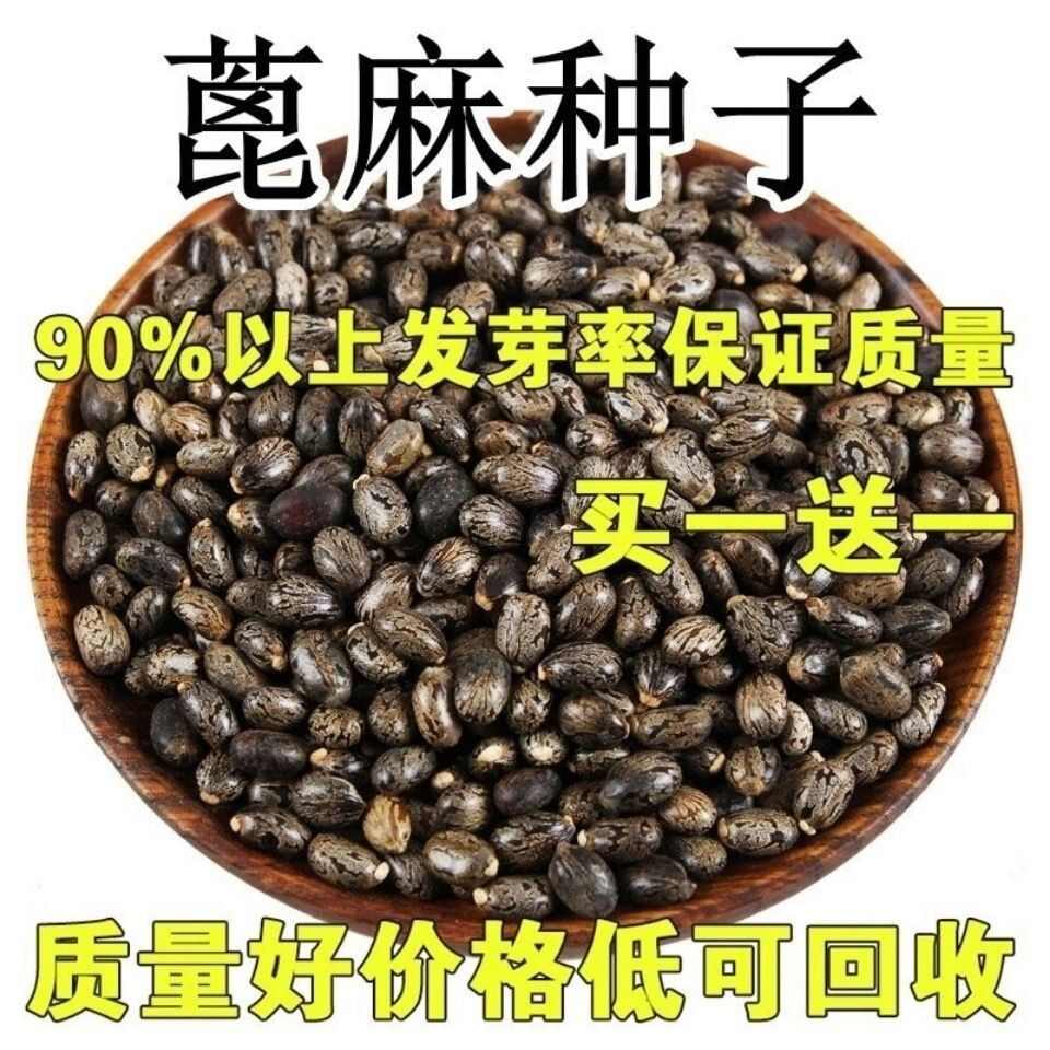 蓖麻种子