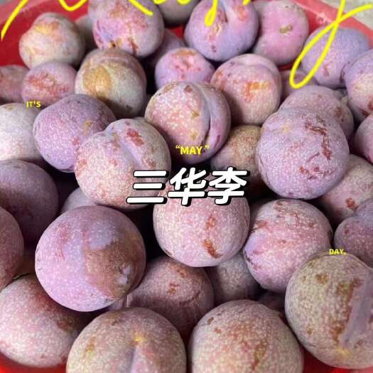 信宜市预售，钱排银妃三华李，一件代发，招商