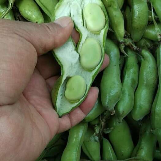  新鲜蚕豆
