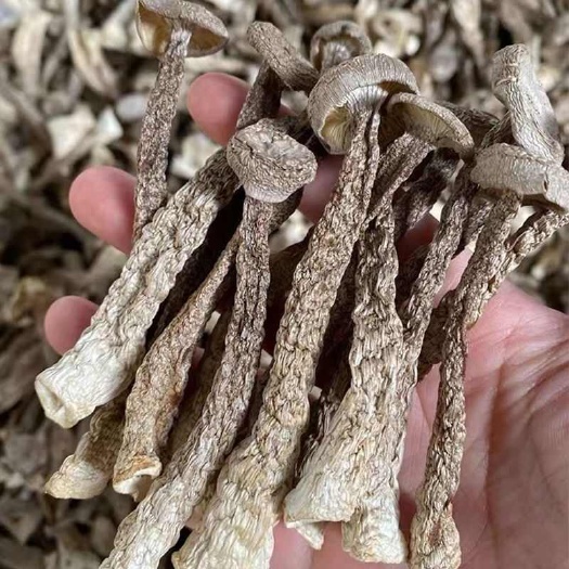 昆明鹿茸菌新货鹿茸菇无硫新鲜香菇干货云南特产鹿茸菇可批发煲汤食材
