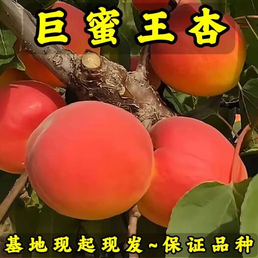 巨蜜王杏树苗 基地现起现发 东北耐寒新品种杏树苗 辽宁果树苗
