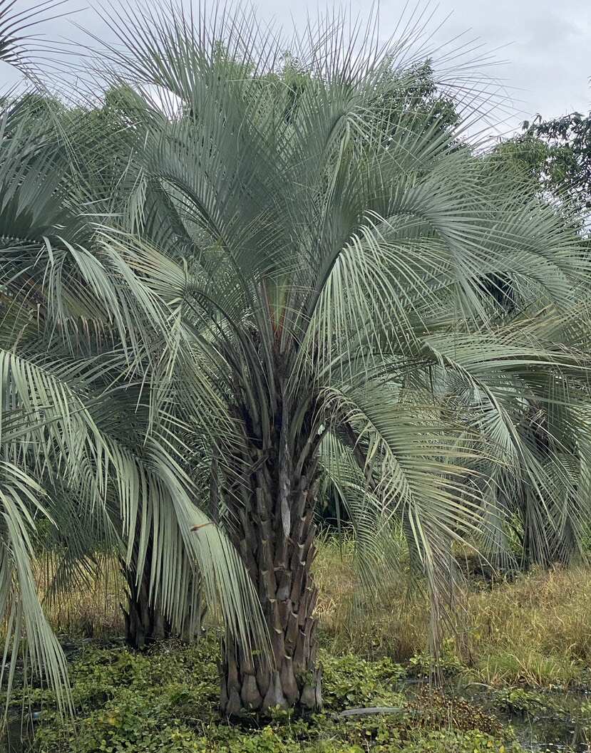 福建漳州布迪椰子种植基地园林绿化