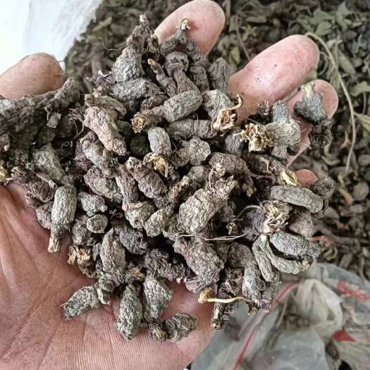 宁强县天葵子选货无杂质