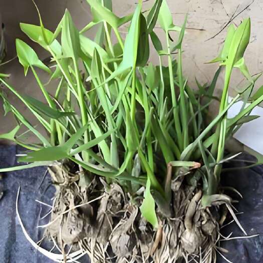 仪征市优质茨菇苗