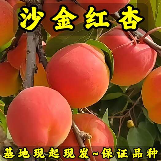沙金红杏树苗 基地现起现发 东北耐寒新品种杏树苗 辽宁果树苗