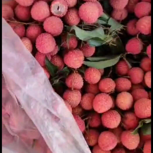 徐闻县荔枝白糖罂 妃子笑