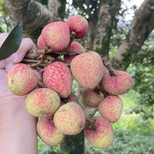 灵山县灵山三月红荔枝