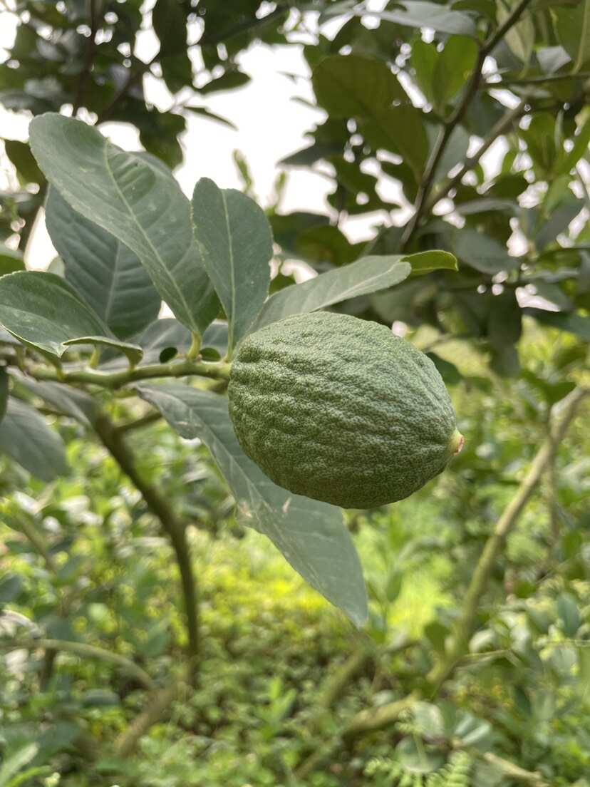 广东香水柠檬产地直发  新鲜奶茶店专用柠檬薄皮厚皮