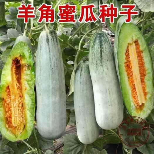 河间市羊角蜜甜瓜种子农田菜园高糖香甜酥脆多酥肉厚羊角蜜甜瓜